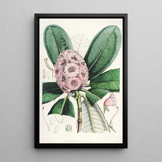 Walter Hood Fitch - The Rhododendrons of SikkimHimalaya Pl15.webp