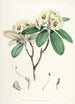 Les Rhododendrons de l'Himalaya de Sikkim Pl16 - Walter Hood Fitch — visning af kunstværket