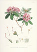 Les Rhododendrons de l'Himalaya de Sikkim Pl17 - Walter Hood Fitch — visning af kunstværket