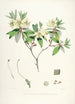 Les Rhododendrons de l'Himalaya de Sikkim Pl19 - Walter Hood Fitch — visning af kunstværket