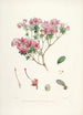 Les Rhododendrons de l'Himalaya de Sikkim Pl20 - Walter Hood Fitch — visning af kunstværket
