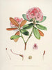 Les Rhododendrons du Sikkim-Himalaya Pl22 - Walter Hood Fitch — visning af kunstværket