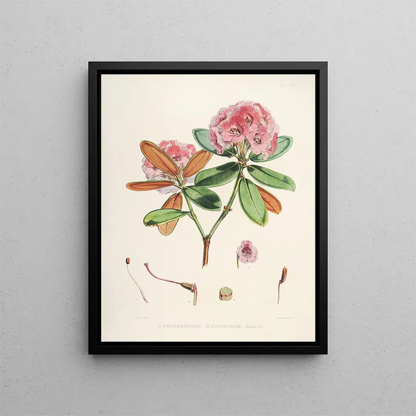 Walter Hood Fitch - The Rhododendrons of SikkimHimalaya Pl22.webp