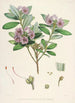 Himalaya Rhododendron fra Sikkim Pl24 - Walter Hood Fitch — visning af kunstværket