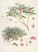 Les Rhododendrons du Sikkim-Himalaya Pl26 - Walter Hood Fitch — visning af kunstværket