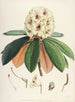 Les Rhododendrons du Sikkim-Himalaya Pl27 - Walter Hood Fitch — visning af kunstværket