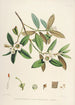 Les Rhododendrons de l'Himalaya de Sikkim Pl28 - Walter Hood Fitch — visning af kunstværket