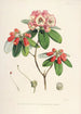 Les Rhododendrons de l'Himalaya de Sikkim Pl29 - Walter Hood Fitch — visning af kunstværket