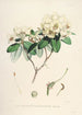 Himalaya Rhododendron fra Sikkim Pl30 - Walter Hood Fitch — visning af kunstværket