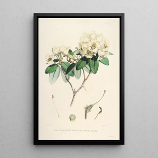 Walter Hood Fitch - The Rhododendrons of SikkimHimalaya Pl30.webp