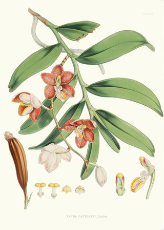 Walter Hood Fitch - Vanda Cathcarti Lindley.webp