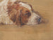 Studie af hundehoved - Walther Gamerith — visning af kunstværket