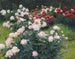 Pivoines - Wilhelm Bernatzik — visning af kunstværket