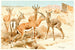 Gazelle Dorcas - Wilhelm Kuhnert — visning af kunstværket