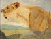 Tête de lionne - Wilhelm Kuhnert — visning af kunstværket