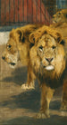 Lions - Wilhelm Kuhnert — visning af kunstværket
