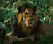 Lion hvilende - Wilhelm Kuhnert — visning af kunstværket