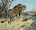 Lion rugissant - Wilhelm Kuhnert — visning af kunstværket