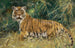 Tigre i alarmberedskab - Wilhelm Kuhnert — visning af kunstværket