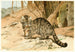 Chat sauvage - Wilhelm Kuhnert — visning af kunstværket