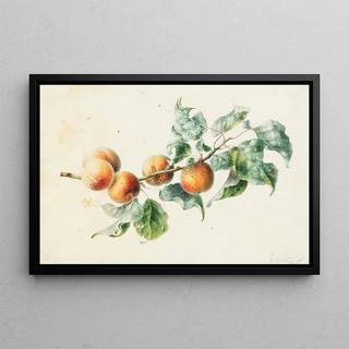 Willem Hekking - Apricots on a branch signed.webp