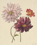 Dahlias - Willem Hekking — visning af kunstværket