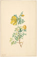 Branche af gul rose Rosa Lutea - Willem van Leen — visning af kunstværket