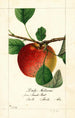 Malus domestica Doils Autumn - William Henry Prestele — visning af kunstværket