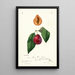 Prunus domestica Tucker - William Henry Prestele — indrammet kunstværk på væggen