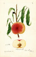 Prunus persica Seminole - William Henry Prestele — visning af kunstværket