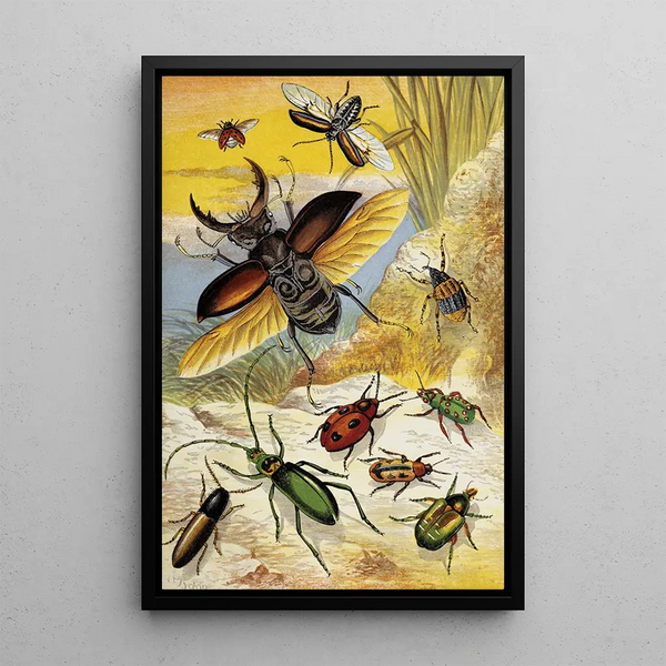 William Houghton - Coleoptera.webp