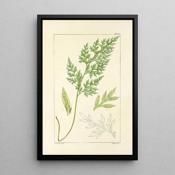 William Jackson Hooker - A century of ferns Pl02.webp