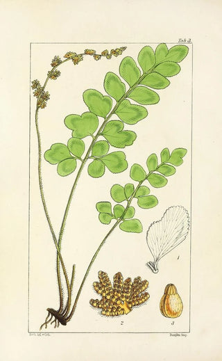 William Jackson Hooker - A century of ferns Pl03.webp