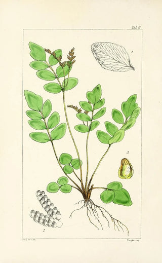 William Jackson Hooker - A century of ferns Pl06.webp