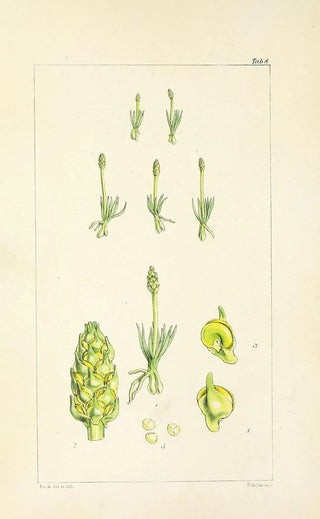 William Jackson Hooker - A century of ferns Pl08.webp