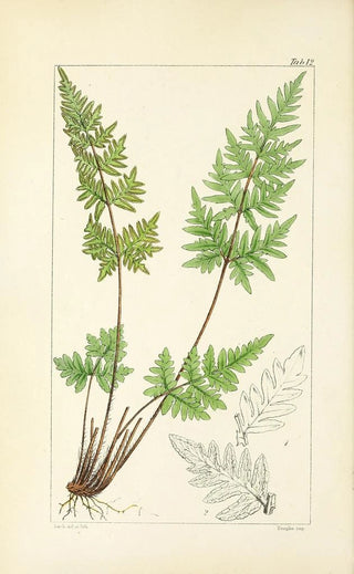 William Jackson Hooker - A century of ferns Pl12.webp