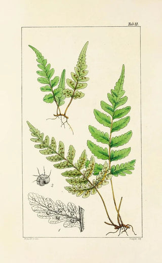 William Jackson Hooker - A century of ferns Pl21.webp