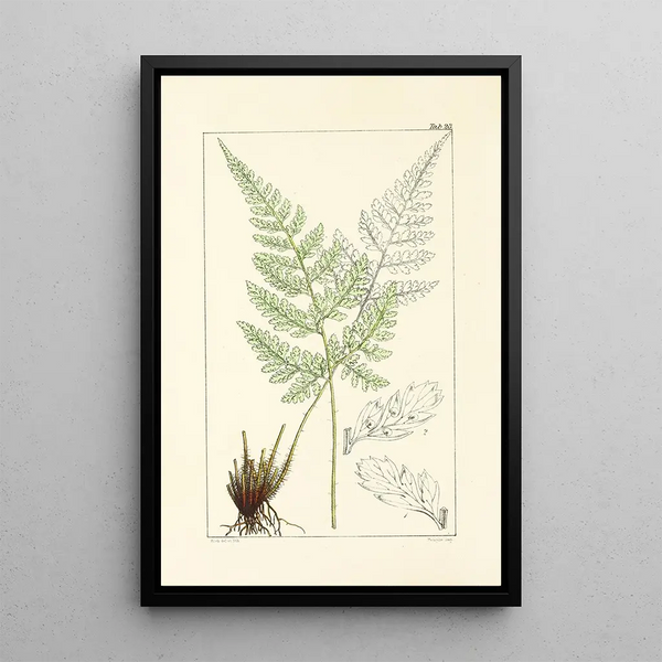 William Jackson Hooker - A century of ferns Pl23.webp