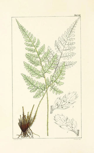 William Jackson Hooker - A century of ferns Pl23.webp
