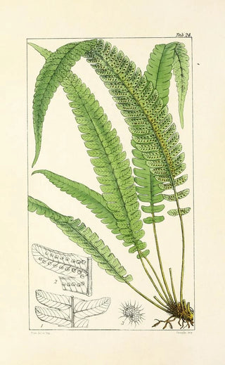 William Jackson Hooker - A century of ferns Pl24.webp