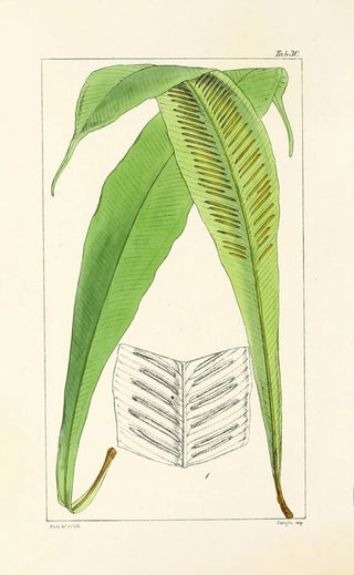 William Jackson Hooker - A century of ferns Pl30.webp