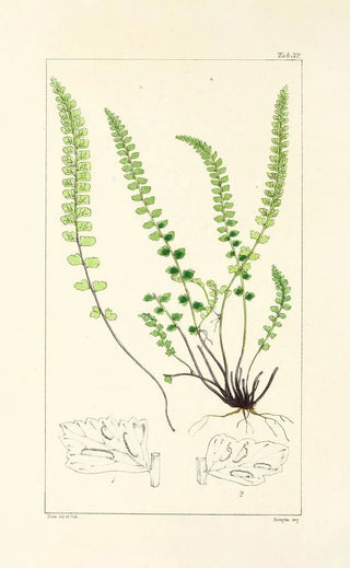 William Jackson Hooker - A century of ferns Pl32.webp