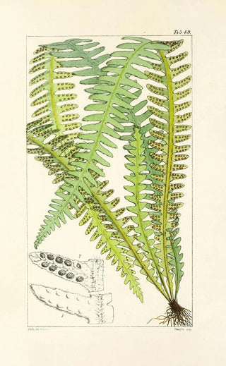 William Jackson Hooker - A century of ferns Pl47.webp