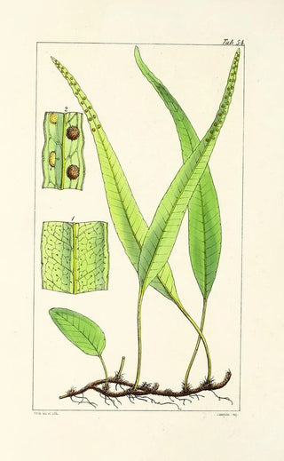 William Jackson Hooker - A century of ferns Pl52.webp