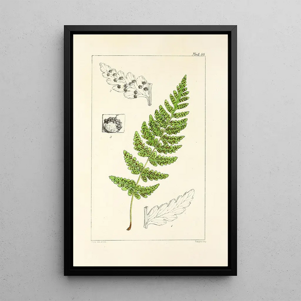 William Jackson Hooker - A century of ferns Pl53.webp