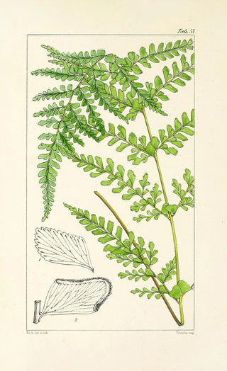 William Jackson Hooker - A century of ferns Pl55.webp