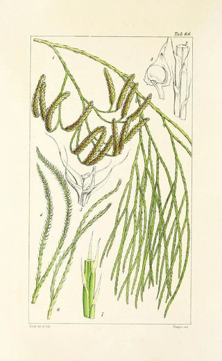 William Jackson Hooker - A century of ferns Pl66.webp