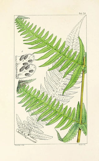 William Jackson Hooker - A century of ferns Pl70.webp