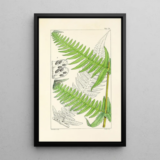 William Jackson Hooker - A century of ferns Pl70.webp