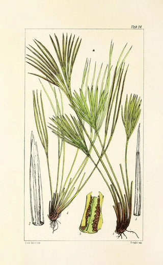 William Jackson Hooker - A century of ferns Pl72.webp